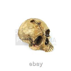THE 13TH WARRIOR Skull Screen Used Movie Prop (0006-6134)
