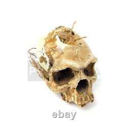 THE 13TH WARRIOR Wendol Staff Skull Screen Used Movie Prop (0007-6248)